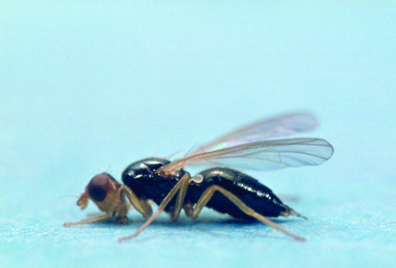 Close-up photograph of adult carrot fly. Image copyright University of Warwick.